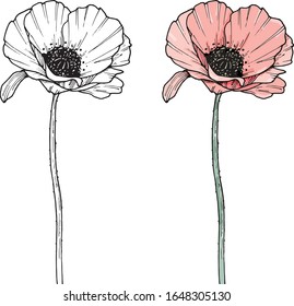 Flor de amapola vectorial de mano. Ilustración Eps 10. Icono de la amapola. Aislado sobre fondo blanco. Dibujo de Dooodle. Diseño floral. Línea de arte