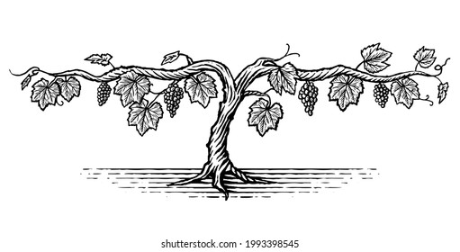 Hand Dawn illustration of a grape vine with fruit in a vintage style.