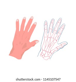 hand design.the hand skeleton vector