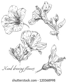 Hand draving Hibiscus flower blossom