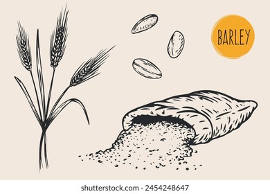 Hand draw barley with seeds in monochrome sketch style. Agriculture organic food plant. Engraving vintage vector illustration.