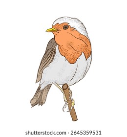 hand draw  bird. art illustration of a robin on a white background.