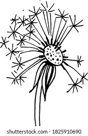 hand draw black and white vector illustration dandelion, plant parts, leaves, flowers, seeds