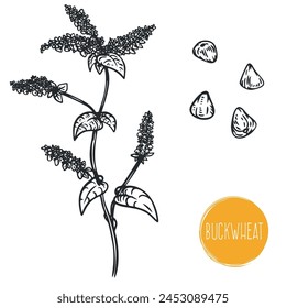 Hand draw buckwheat with seeds in monochrome sketch style. Agriculture organic food plant. Engraving vintage vector illustration.