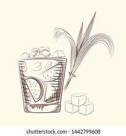 Hand draw cane leaves. Alcohol cocktail in glass, sugar plant stalk and cubes. Engraving style vector illustration