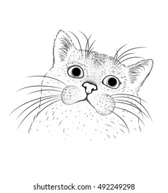Hand draw cat portrait. Vector illustration