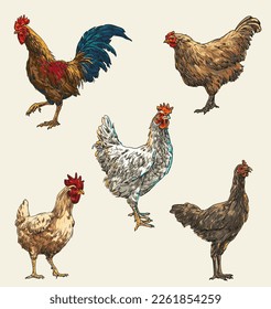 hand draw chicken collection vector illustration colour