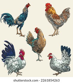 hand draw chicken collection vector illustration colour