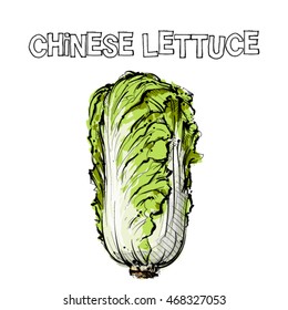 Hand draw of chinese lettuce. Vector illustration.