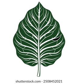 Dibujar a mano Colocasia Leaf alone Aislamiento Solo una hoja Colocasia