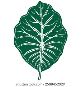 hand draw colocasia leaf alone isolation only one colocasia leaf