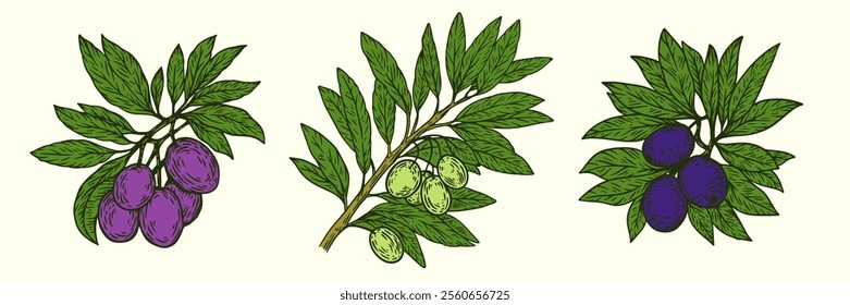 Hand draw color olive branch with berries isolated on white background. Set of vector illustration in engraving vintage style.
