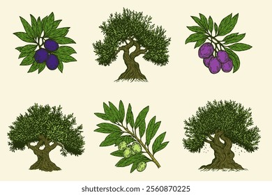 Hand draw color olive old tree and branch with berries isolated on white background. Set of vector illustration in engraving vintage style.