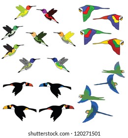 Hand draw Colorful collection of birds. Vector