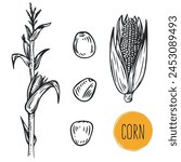 Hand draw corn with seeds in monochrome sketch style. Agriculture organic food plant. Engraving vintage vector illustration.