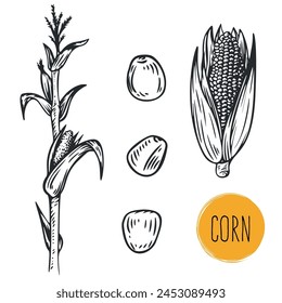 Hand draw corn with seeds in monochrome sketch style. Agriculture organic food plant. Engraving vintage vector illustration.