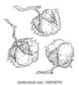 Hand draw cotton plant. Vector engraving illustration. Can be used as decor element for a rustic wedding or greeting cards. Textile and clothing. Lineart draw. 
