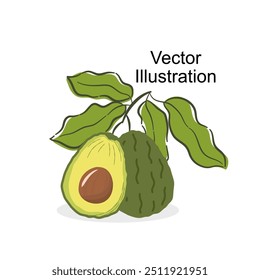 Hand draw cute avocado fruit vector design. Whole, half, slices. Fresh green color. Set of element fruits. Cartoon style. Avocado with seed and without seed. tropical fruit for logo, label, packaging,