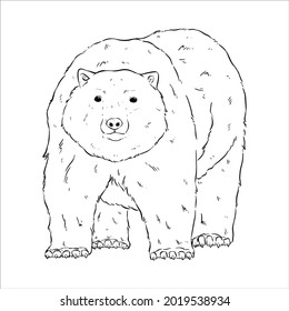 hand draw cute polar bear