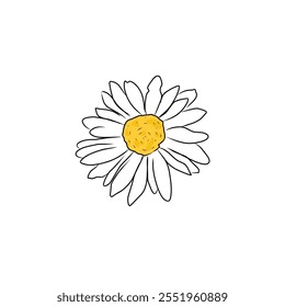 Desenhar a mão Daisy Flower isolado no fundo branco. Eps vetorial