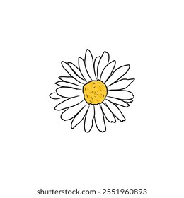 Hand Draw Daisy Flower isolated on white background. Vector eps
