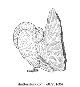hand draw dove
