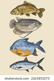 hand draw fish colour collection vector illustration