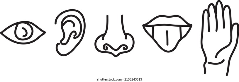 hand draw Five senses of human nervous system vector illustration.eps

