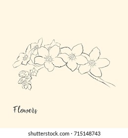  Hand draw of flower. Vector illustration. Sketch.