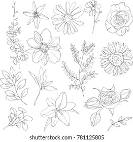 Hand Draw Flowers Set - Vector Illustration - Floral Sketch 