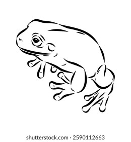 Hand draw frog isolated, frog Vector illustration, frog outline