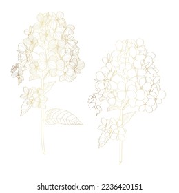 Hand draw golden line hydrangea flowers illustration. Botanical floral card on white background.