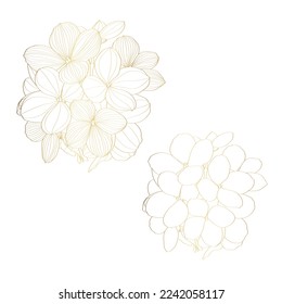 Handziehen Sie goldene Linie Hydrangea Blumen Illustration. Botanische Blumenkarte auf weißem Hintergrund.