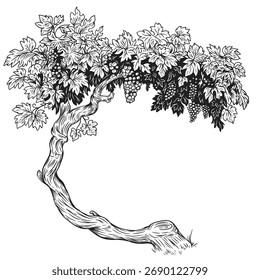 Hand zeichnen Traubenbaum oder Busch im Vintage-Skizzenstil. Monochrome Vektorgrafik. 