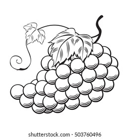 hand draw grape, vector