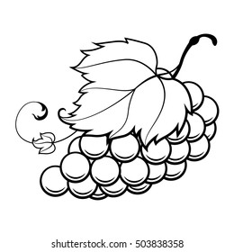 hand draw grape, vector