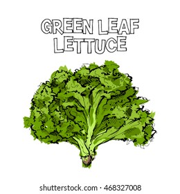 Hand draw of green leaf lettuce. Vector illustration.