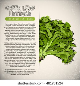Hand draw of green leaf lettuce. Vector illustration.