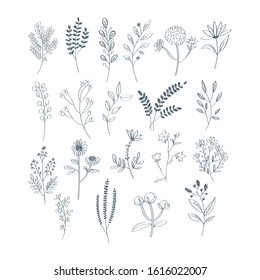 Hand draw with herbs and flowers collection vector