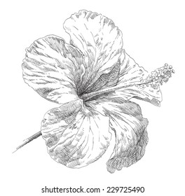 Hand draw Hibiscus flower blossom