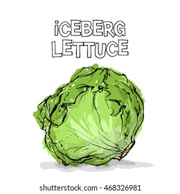 Hand draw of iceberg lettuce. Vector illustration.