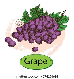 hand draw illustration grape,  vector illustration