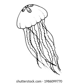 Hand draw illustration jellyfish. Line art. Jellyfish clipart. Logo design