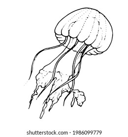 Hand draw illustration jellyfish. Line art. Jellyfish clipart. Logo design