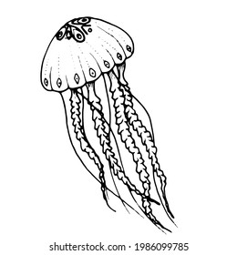 Hand draw illustration jellyfish. Line art. Jellyfish clipart. Logo design