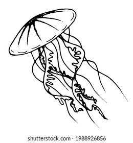 Hand draw illustration jellyfish. Line art. Jellyfish clipart. Logo design