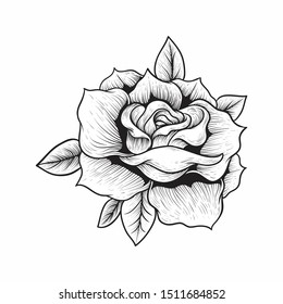 hand draw illustration rose engraving style