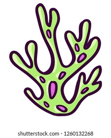 Hand draw illustration of seaweed. Vector botanical illustration of plant. Sea plants isolated.
