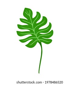 Hand draw isolated monstera vector