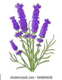 Hand draw Lavender pencil drawing vector set flowers of lavender. White wedding invitation. illustration 